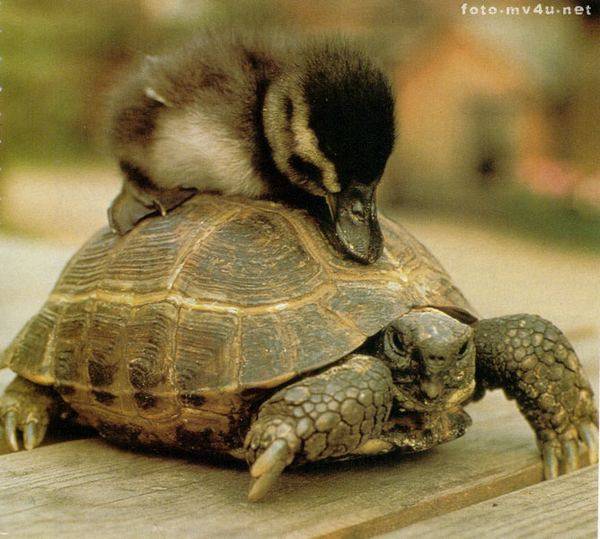 Όταν τα ζώα τεμπελιάζουν