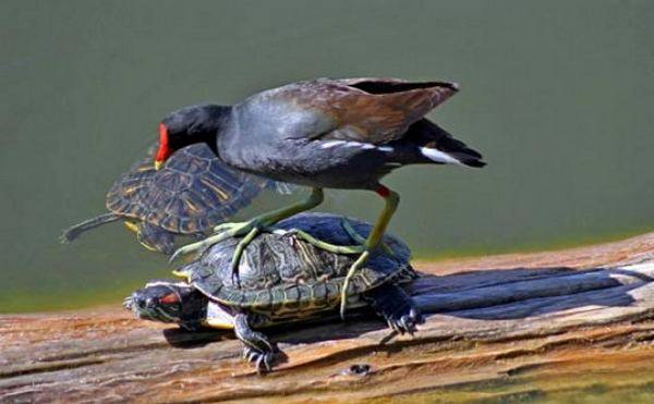 Όταν τα ζώα τεμπελιάζουν