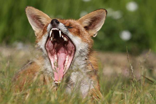 Όταν τα ζώα τεμπελιάζουν