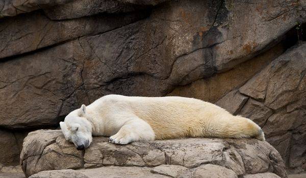 Όταν τα ζώα τεμπελιάζουν