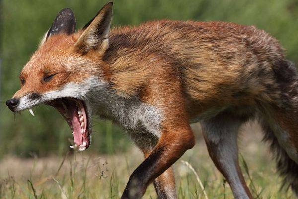 Όταν τα ζώα τεμπελιάζουν