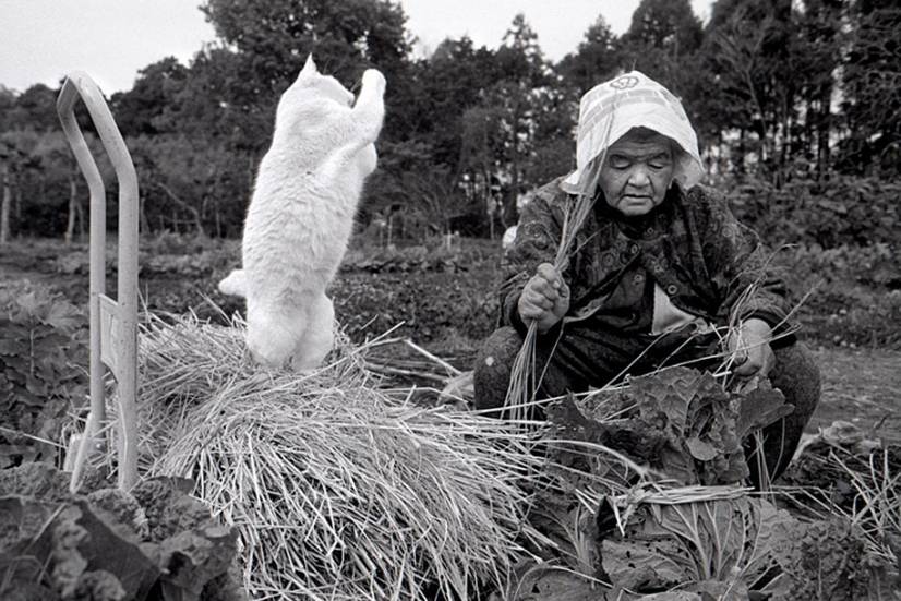 Η γιαπωνεζα γιαγια και η γάτα της