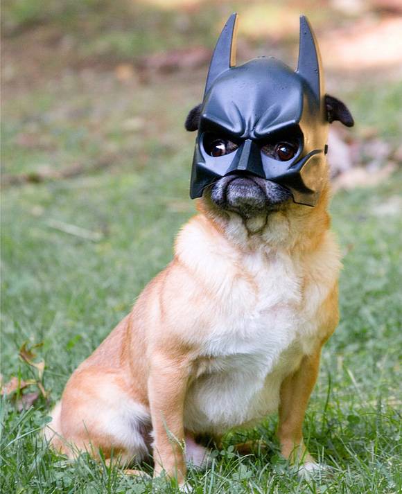 Batman dog