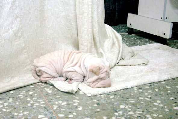 Σαρ πέι κουτάβι