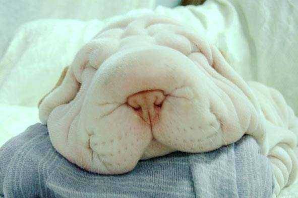 Σαρ πέι κουτάβι