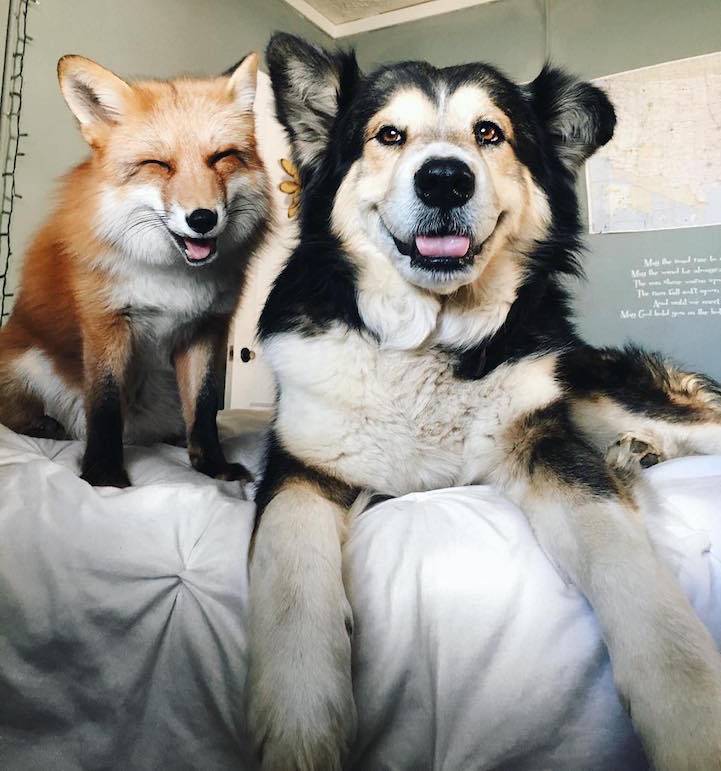 Σκυλος και αλεπου