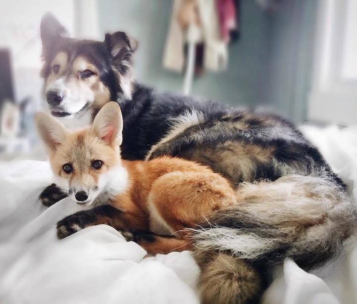 Σκυλος και αλεπου