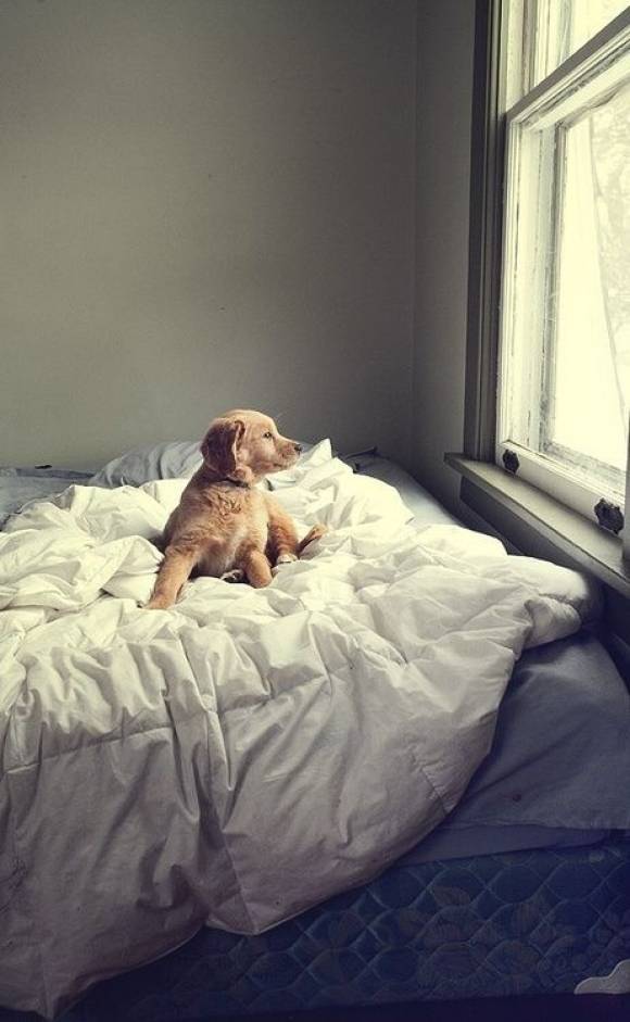 σκυλος στον καναπε ή στο κρεβάτι