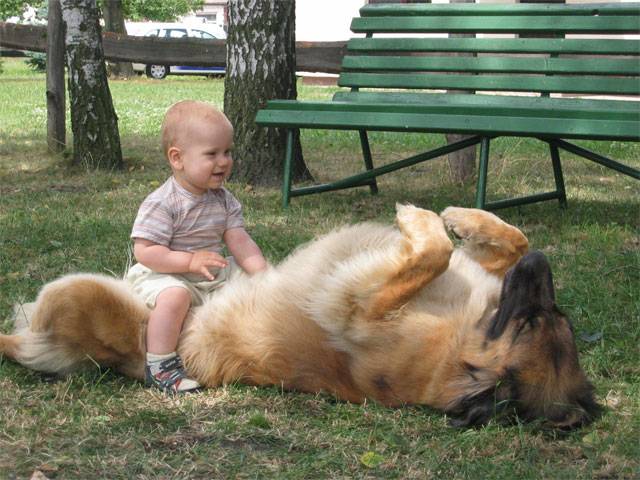 Leonberger