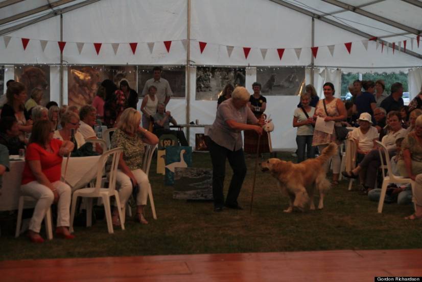Golden Retriever Festival