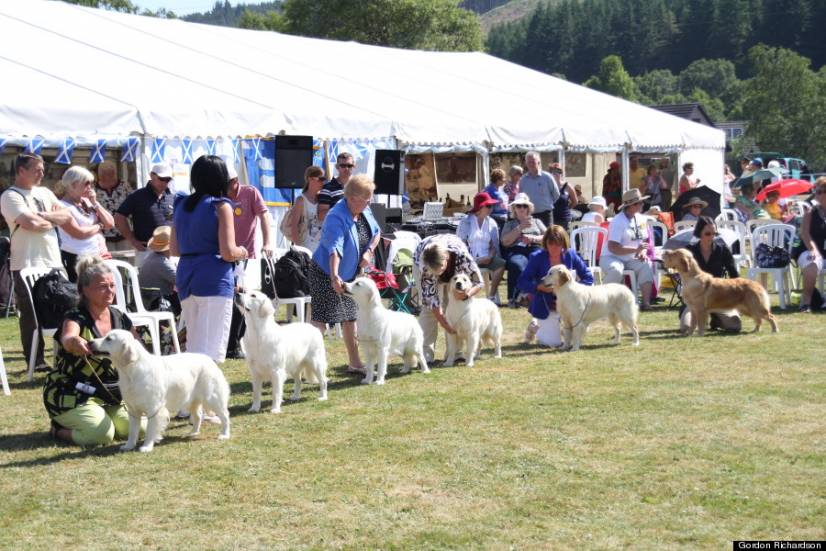 Golden Retriever Festival