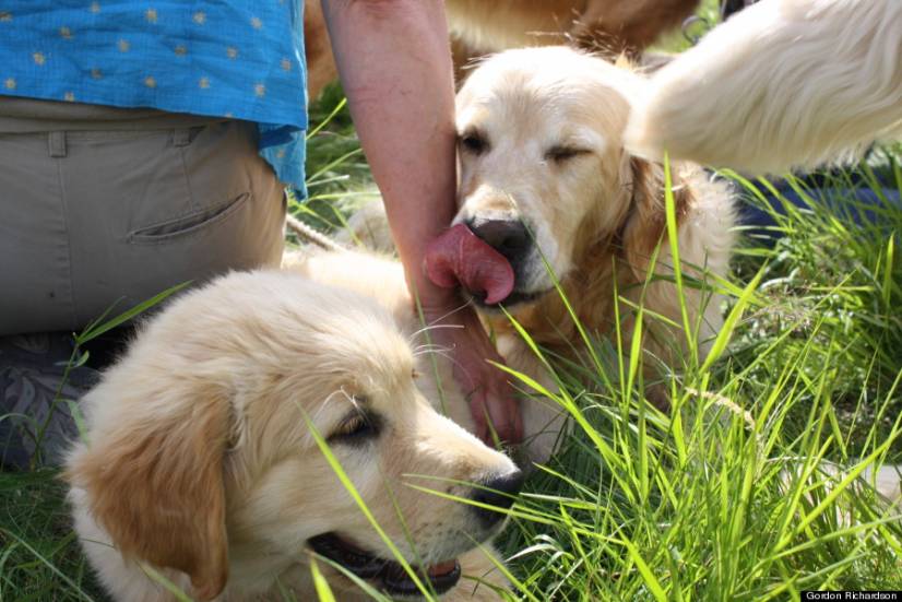 Golden Retriever Festival