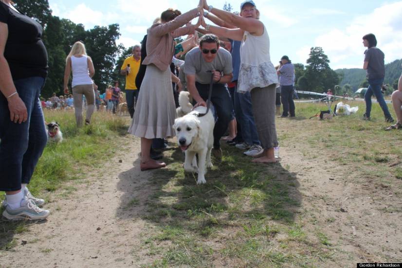 Golden Retriever Festival
