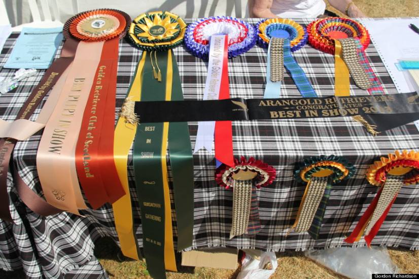 Golden Retriever Festival