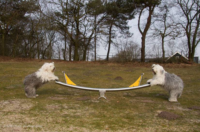 Αγγλικός ποιμενικός