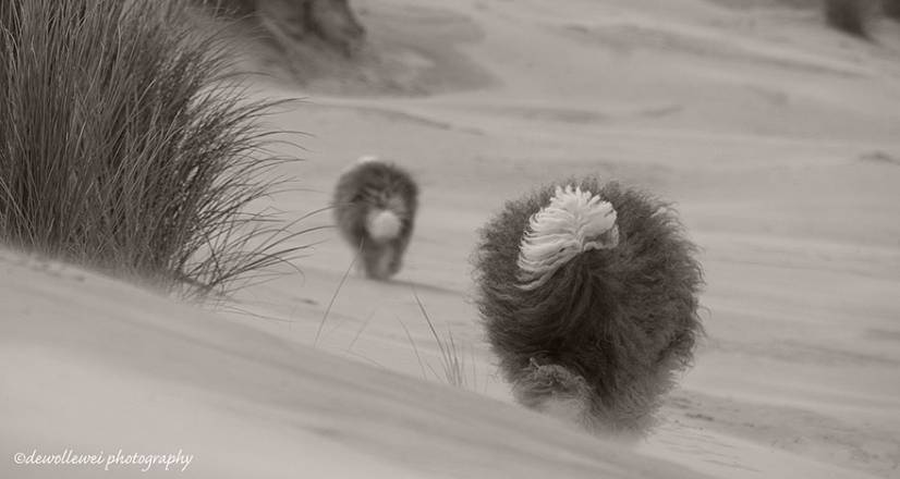 Αγγλικός ποιμενικός
