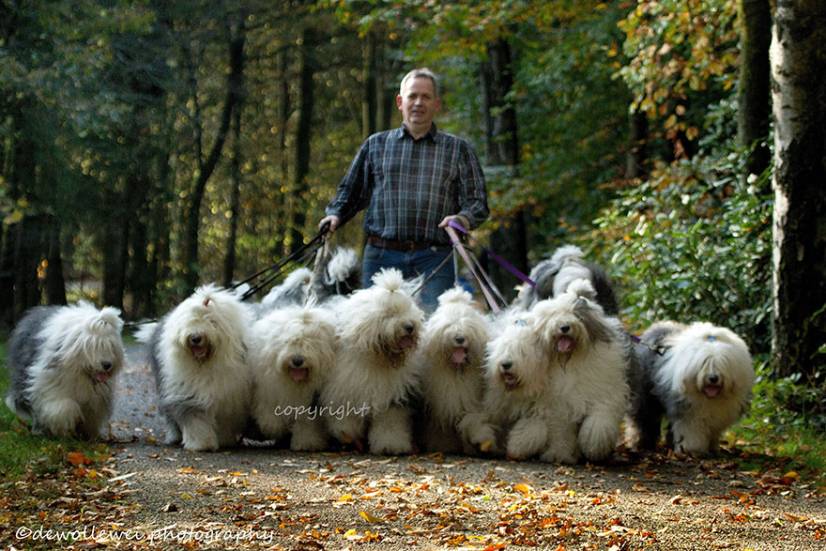 Αγγλικός ποιμενικός