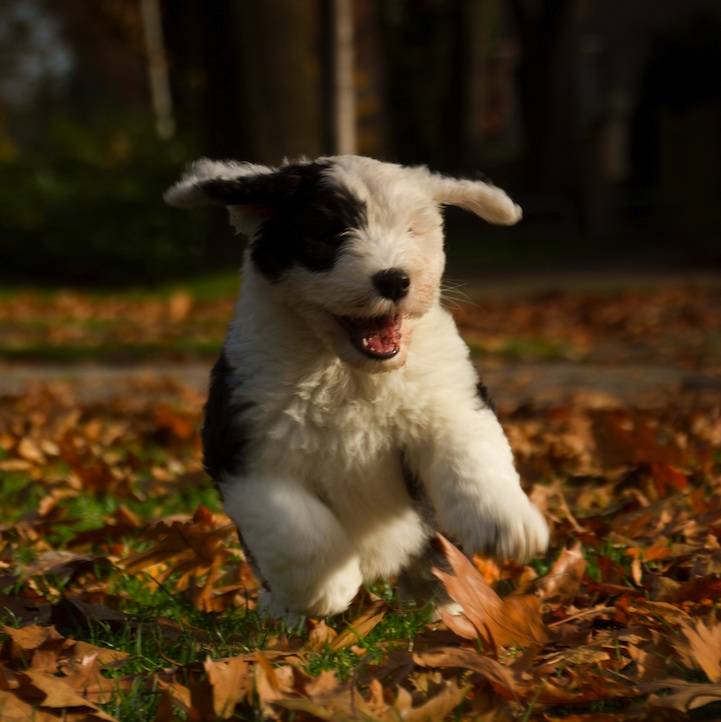 Bobtail κουτάβια