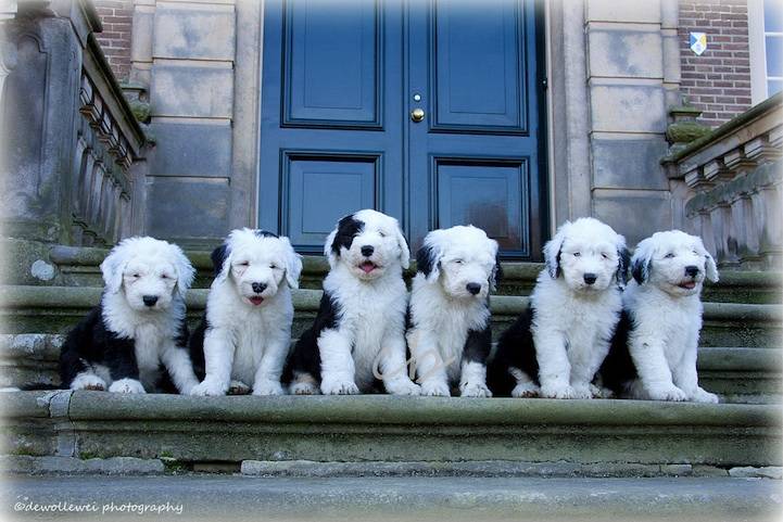 Bobtail κουτάβια