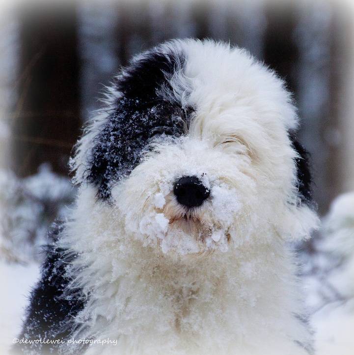 Bobtail κουτάβια