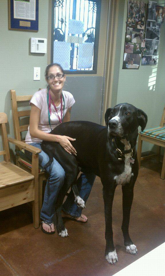 τεράστια σκυλιά