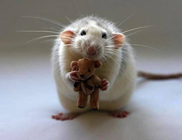 ποντικάκια με αρκουδάκια