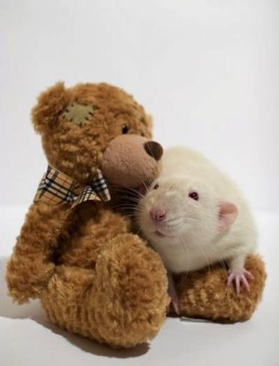 ποντικάκια με αρκουδάκια