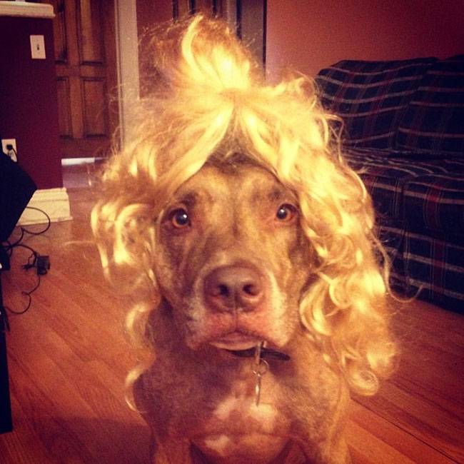 Ο Σκυλος με την μεγαλύτερη υπομονή