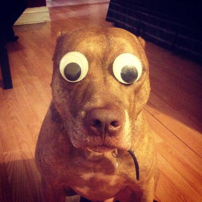 Ο Σκυλος με την μεγαλύτερη υπομονή