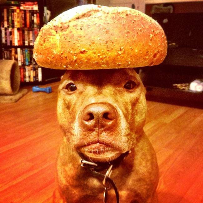 Ο Σκυλος με την μεγαλύτερη υπομονή