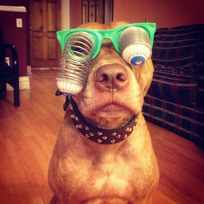 Ο Σκυλος με την μεγαλύτερη υπομονή