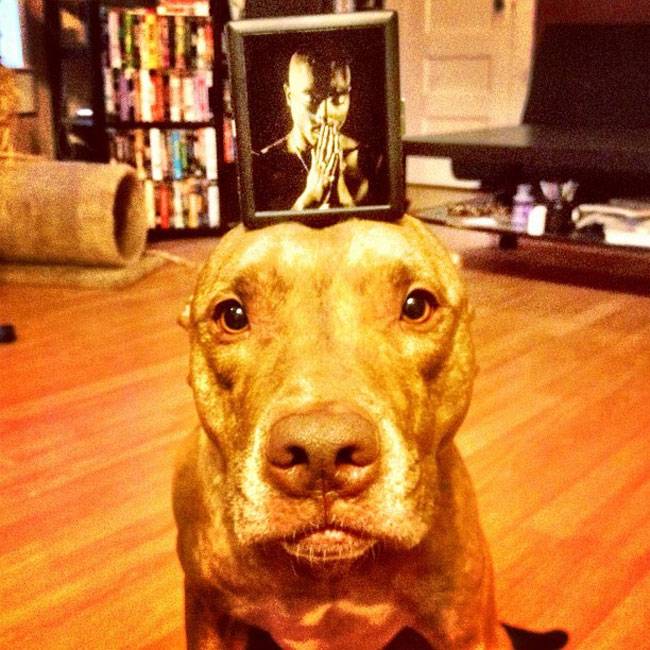 Ο Σκυλος με την μεγαλύτερη υπομονή