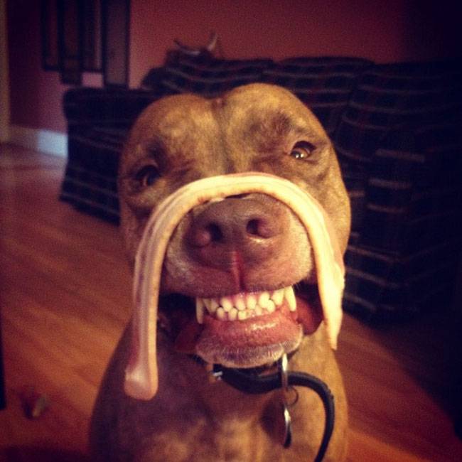 Ο Σκυλος με την μεγαλύτερη υπομονή