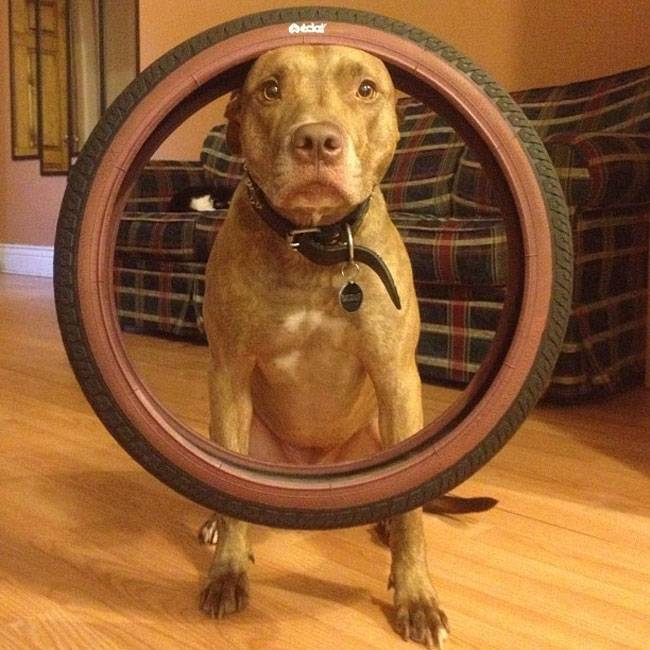 Ο Σκυλος με την μεγαλύτερη υπομονή