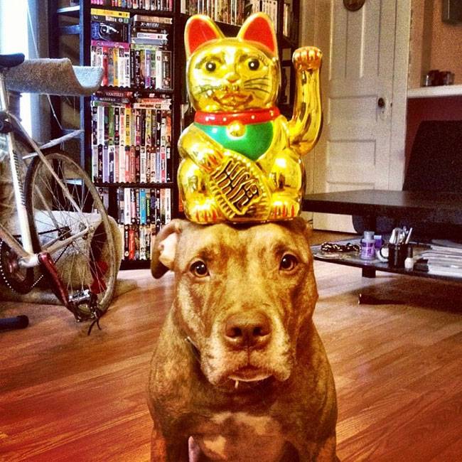 Ο Σκυλος με την μεγαλύτερη υπομονή