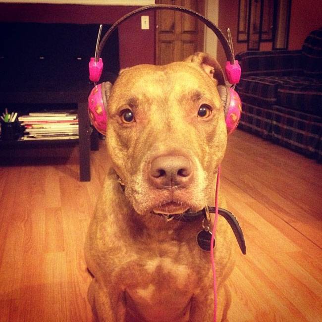 Ο Σκυλος με την μεγαλύτερη υπομονή