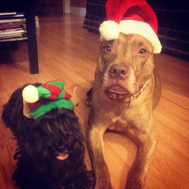 Ο Σκυλος με την μεγαλύτερη υπομονή