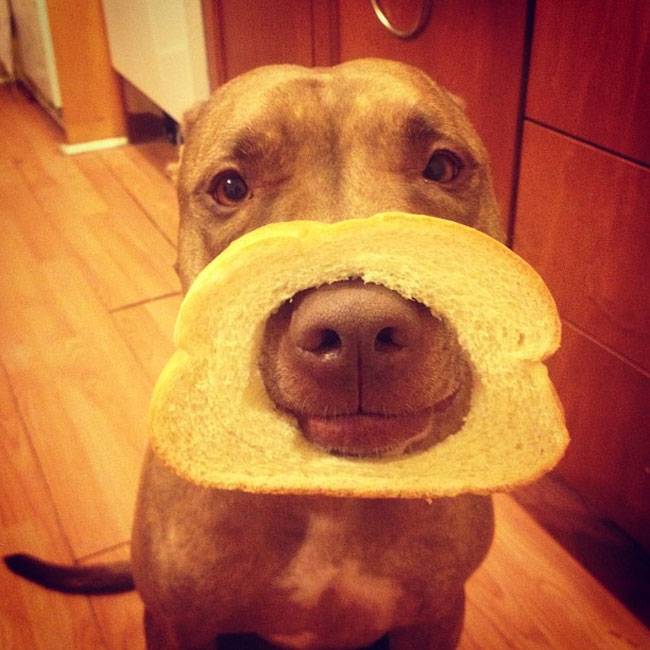 Ο Σκυλος με την μεγαλύτερη υπομονή