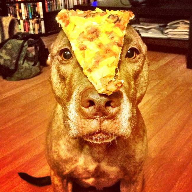 Ο Σκυλος με την μεγαλύτερη υπομονή