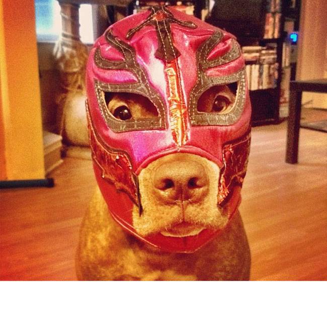 Ο Σκυλος με την μεγαλύτερη υπομονή