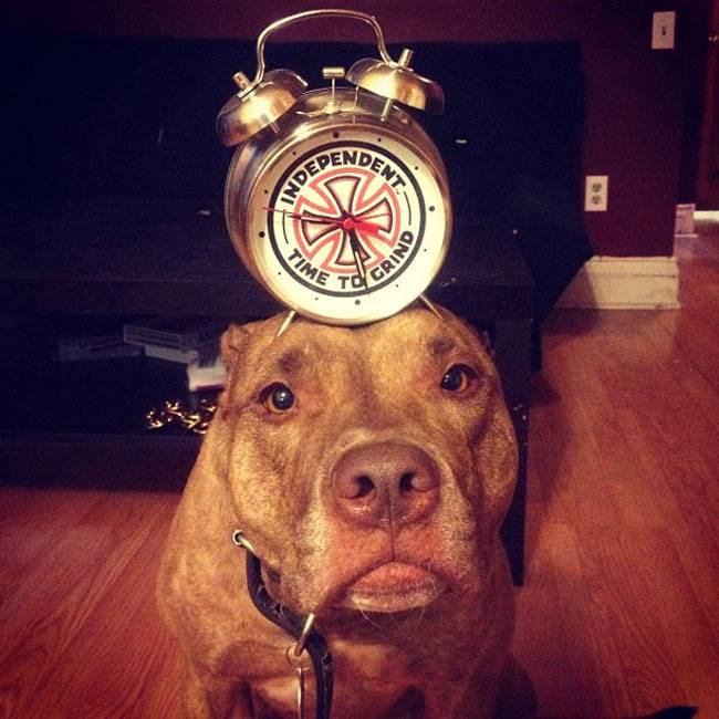 Ο Σκυλος με την μεγαλύτερη υπομονή