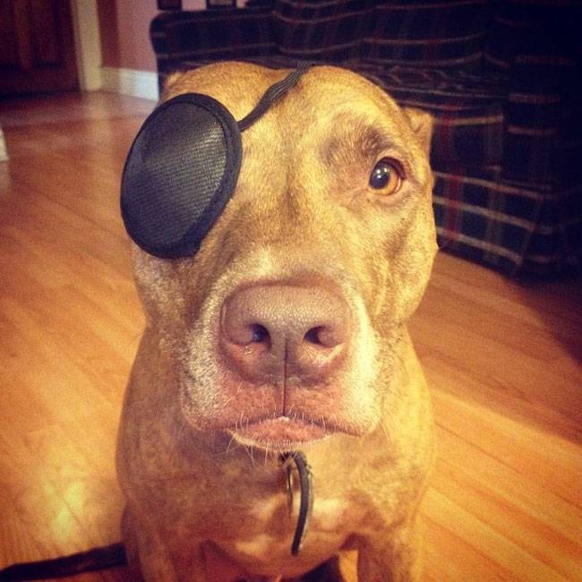 Ο Σκυλος με την μεγαλύτερη υπομονή