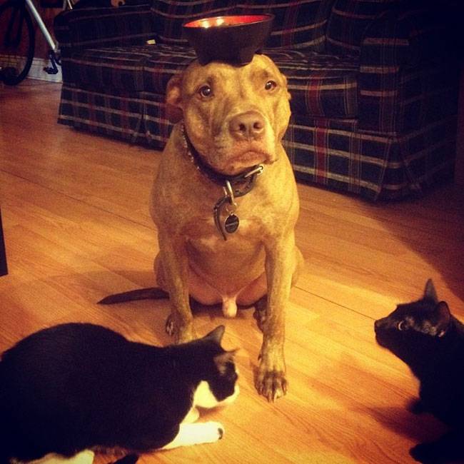 Ο Σκυλος με την μεγαλύτερη υπομονή