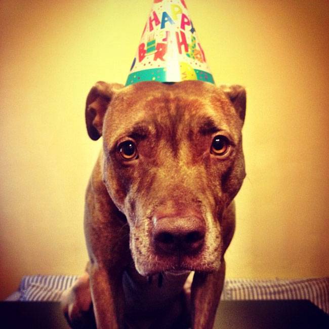 Ο Σκυλος με την μεγαλύτερη υπομονή