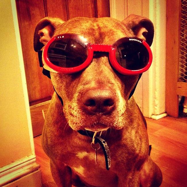 Ο Σκυλος με την μεγαλύτερη υπομονή