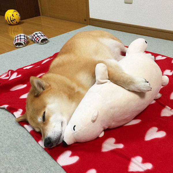 σκυλος κοιμαται με το αρκουδακι του