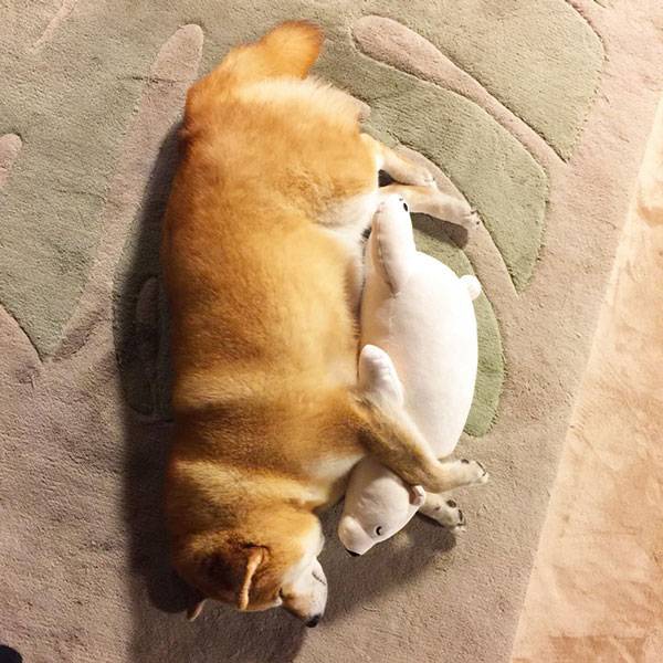 σκυλος κοιμαται με το αρκουδακι του