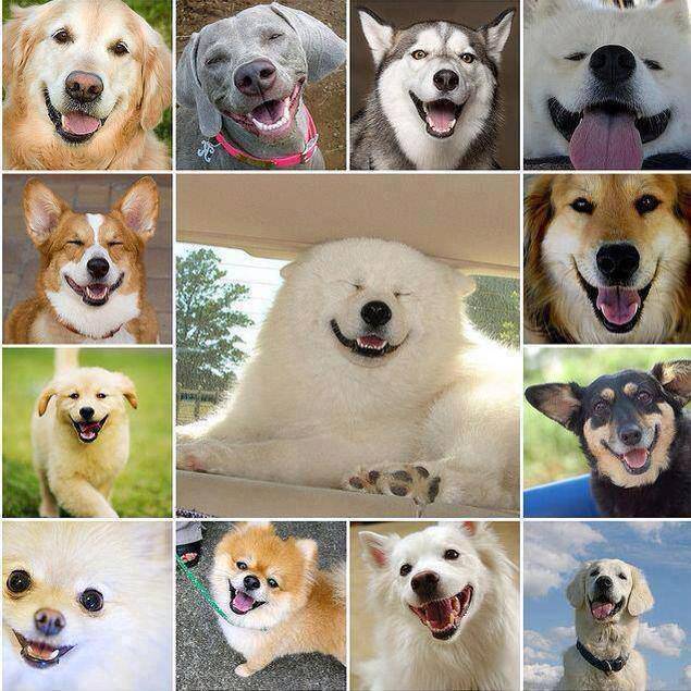 Όταν τα σκυλιά χαμογελάνε χαμογελάει όλος ο κόσμος