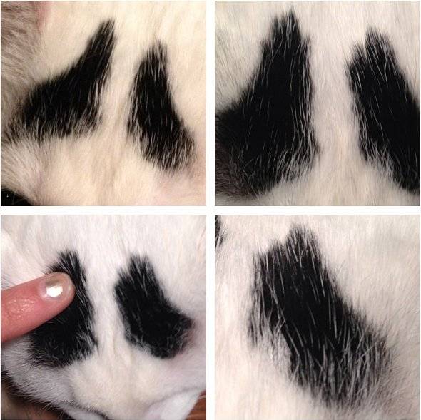 Γάτα με φρύδια