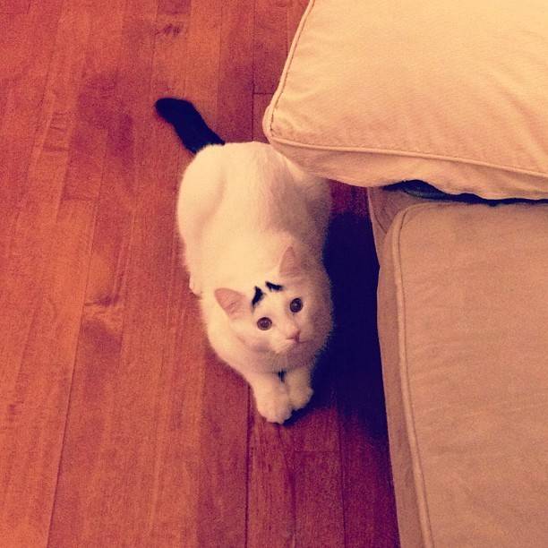 Γάτα με φρύδια